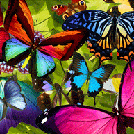 Transformation (Butterflies)