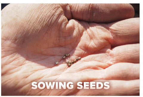 Sowing Seeds