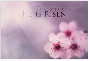 He Is Not Here (Postcard, KJV)