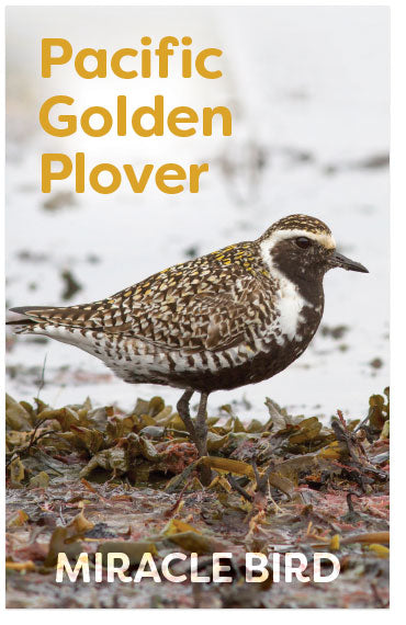 Pacific Golden Plover: Miracle Bird