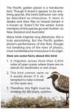 Pacific Golden Plover: Miracle Bird