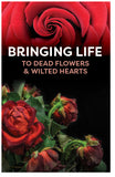 Bringing Life To Dead Flowers And Wilted Hearts